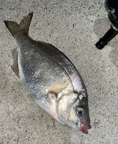 ウミタナゴの釣果