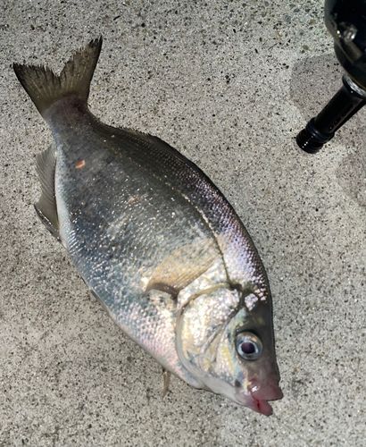 ウミタナゴの釣果