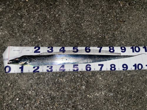 タチウオの釣果