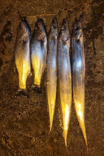 タチウオの釣果