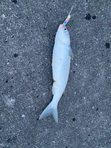 銚子マリーナ堤防