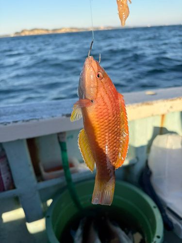 アカササノハベラの釣果
