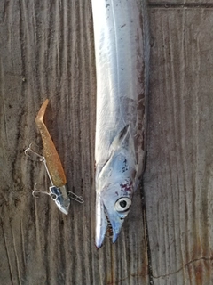 タチウオの釣果