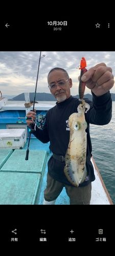 アオリイカの釣果