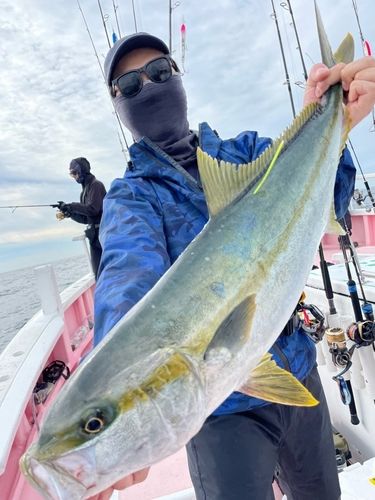 ヒラマサの釣果