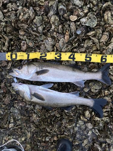 シーバスの釣果