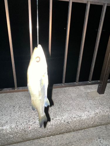 宮崎漁港（吉良サンライズパーク）