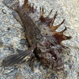 オニダルマオコゼ