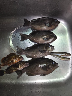 クチブトグレの釣果