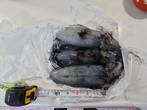 アオリイカの釣果