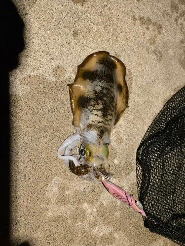 日和山浜海水浴場