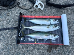 サバの釣果