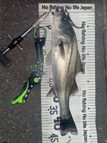 シーバスの釣果