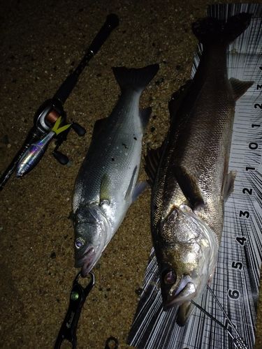 シーバスの釣果