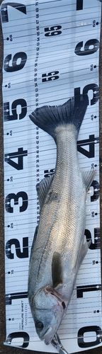 フッコ（マルスズキ）の釣果