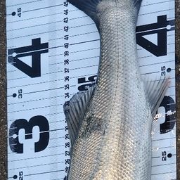 フッコ（マルスズキ）