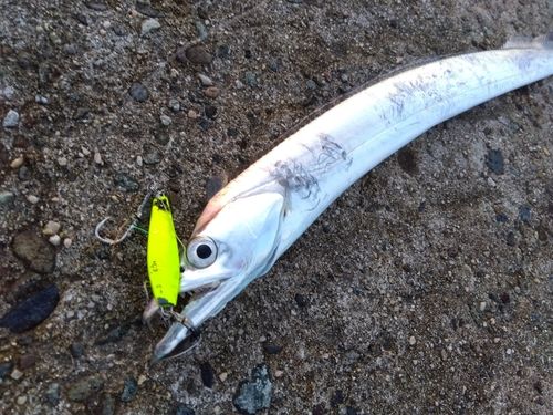 タチウオの釣果