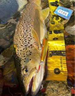 ブラウントラウトの釣果