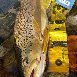 ブラウントラウト