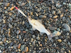 ハネ（マルスズキ）の釣果