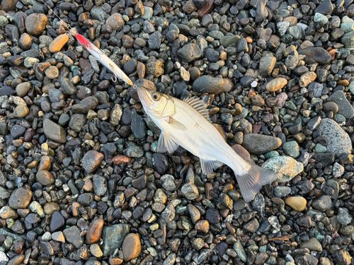 ハネ（マルスズキ）の釣果