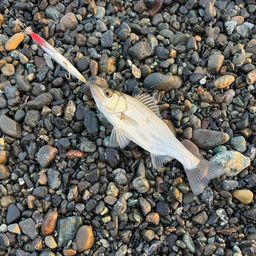 ハネ（マルスズキ）