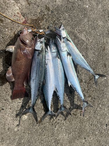 サゴシの釣果