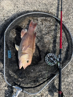 コブダイの釣果