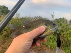 ブルーギルの釣果