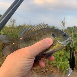 ブルーギル