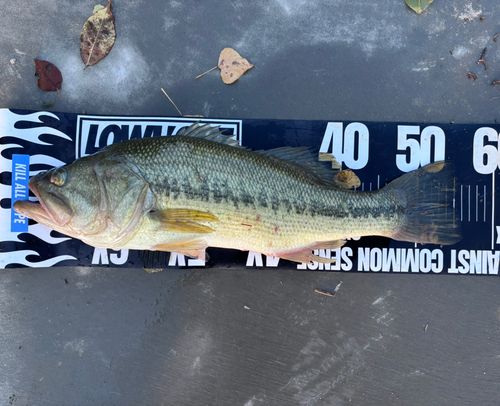 ブラックバスの釣果