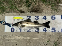 シーバスの釣果