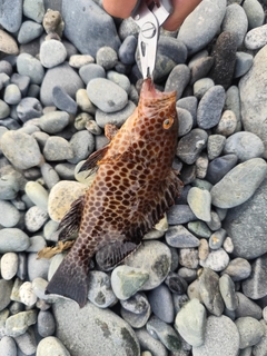 オオモンハタの釣果