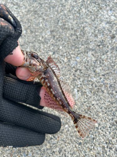 アナハゼの釣果