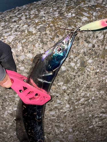 タチウオの釣果