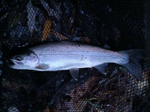 ニジマスの釣果