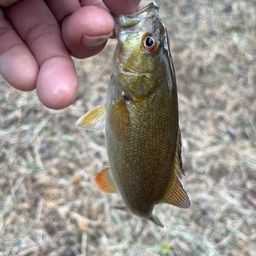 スモールマウスバス