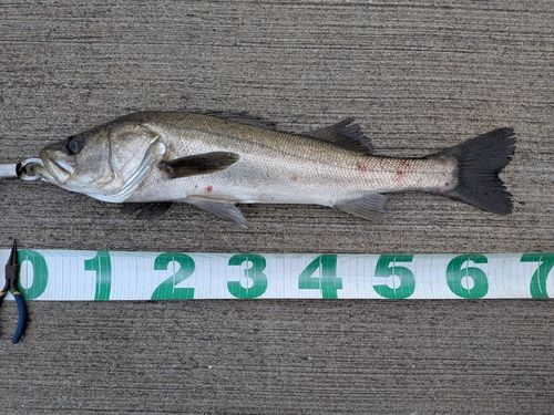 東京湾（アクアライン〜富津）