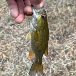 スモールマウスバス