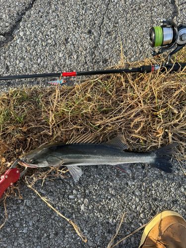 セイゴ（マルスズキ）の釣果