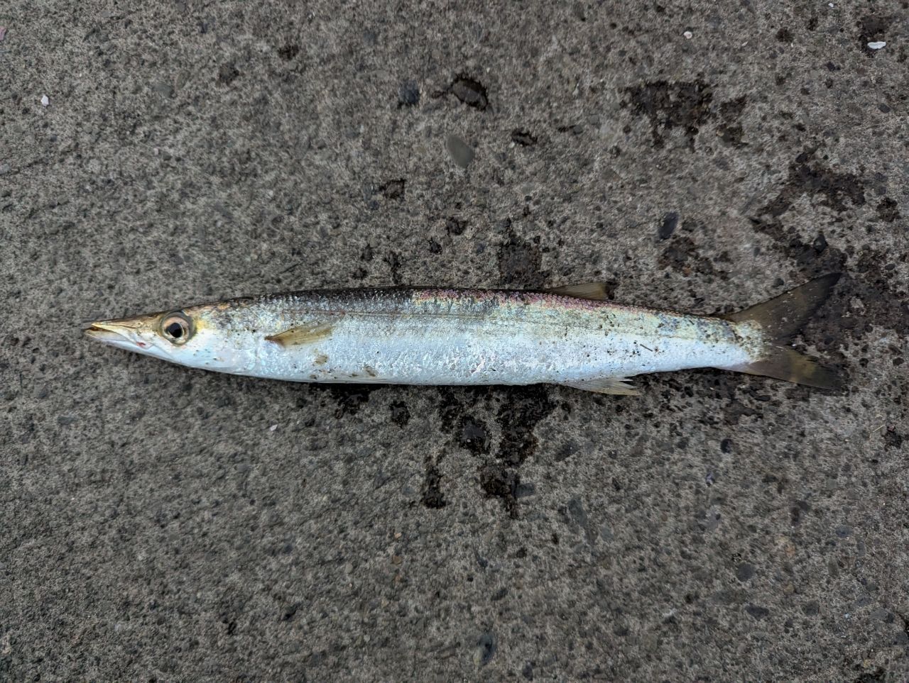 DAIWA 23シルバーウルフ 76ML-S・Wの最安値・インプレ・釣果 | 本音の