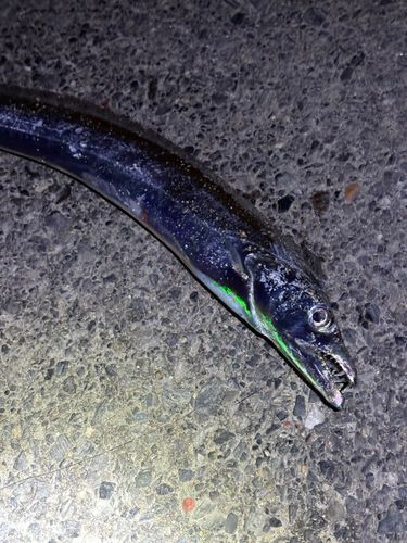 タチウオの釣果