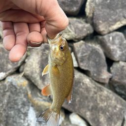 スモールマウスバス