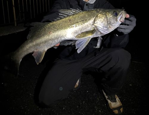 豊洲ぐるり公園