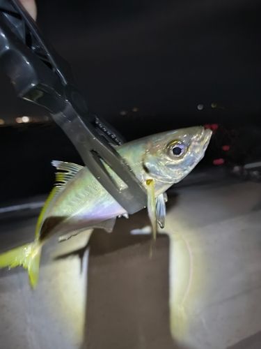 金沢水際線緑地（福浦岸壁）