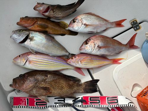 イトヨリダイの釣果