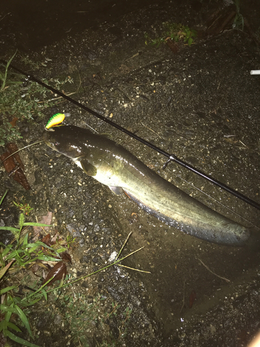 ナマズの釣果