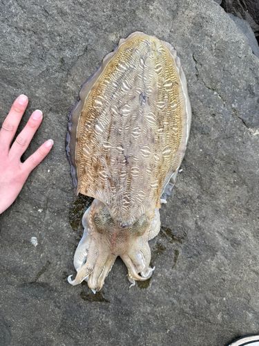 モンゴウイカの釣果