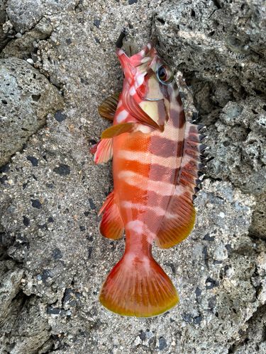 アカハタの釣果