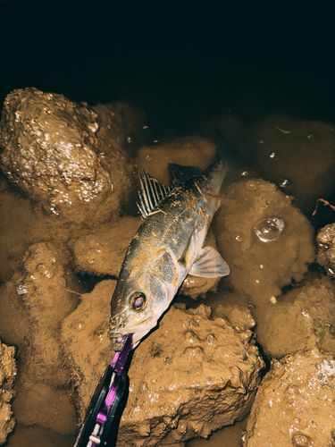 大野川（石川）